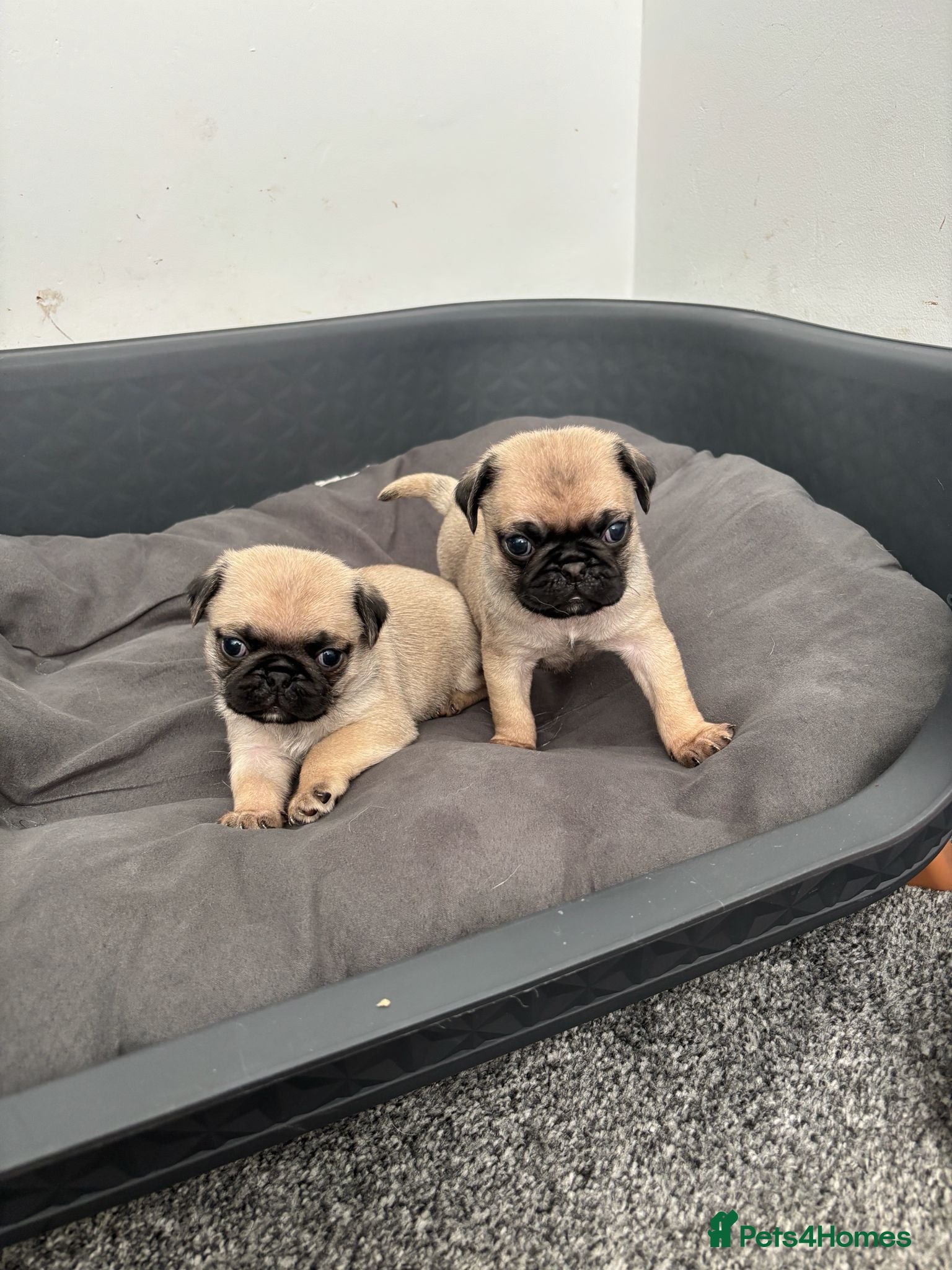 Pug dogs Two Pug Puppy’s Left For Sale  - Advert 1