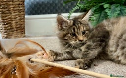 Maine Coon cats for sale: Beautiful Maine Coon Female - Advert 1