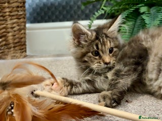 Maine Coon cats Beautiful Maine Coon Female - Advert 11