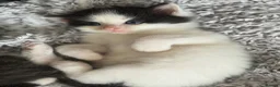 Mixed Breed cats for sale: 3 beautiful kittens for sale  - Advert 22