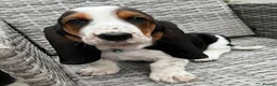 Basset Hound dogs for sale: KC Registered Basset Hound puppy for sale - Advert 6