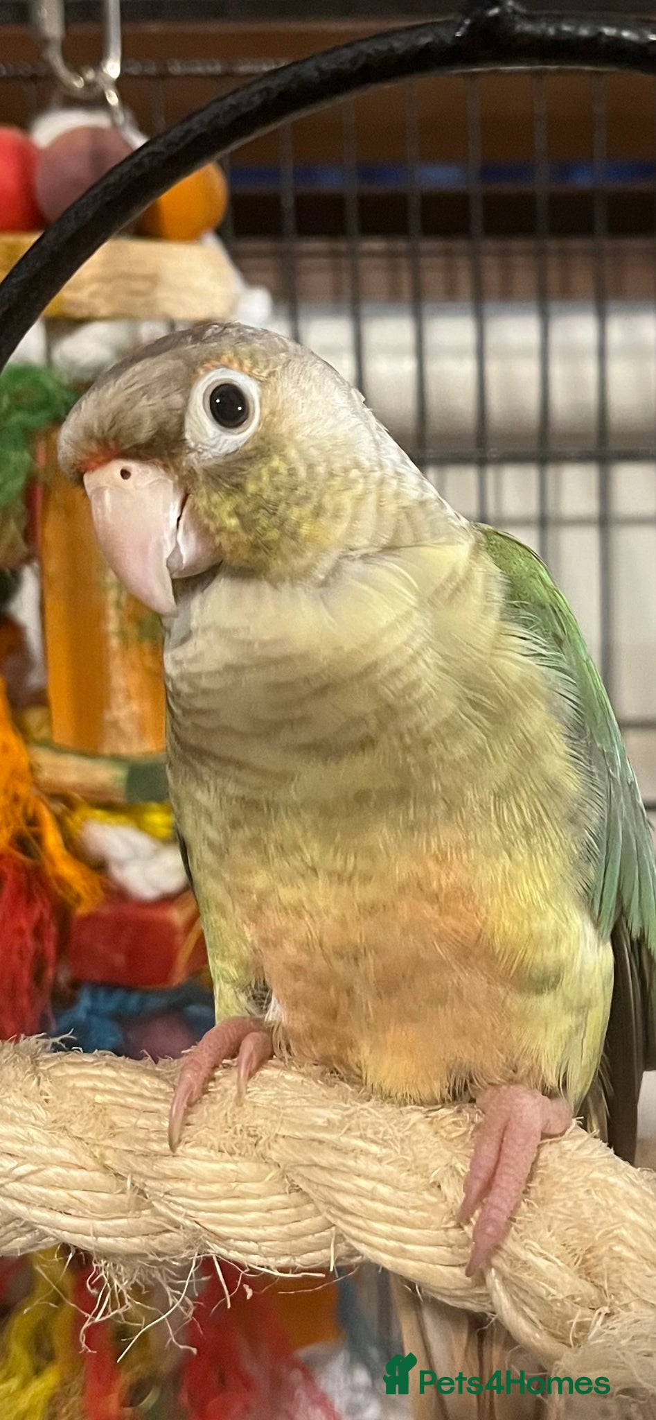 Conures birds Conure - Advert 1