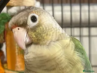 Conures birds Conure - Advert 2