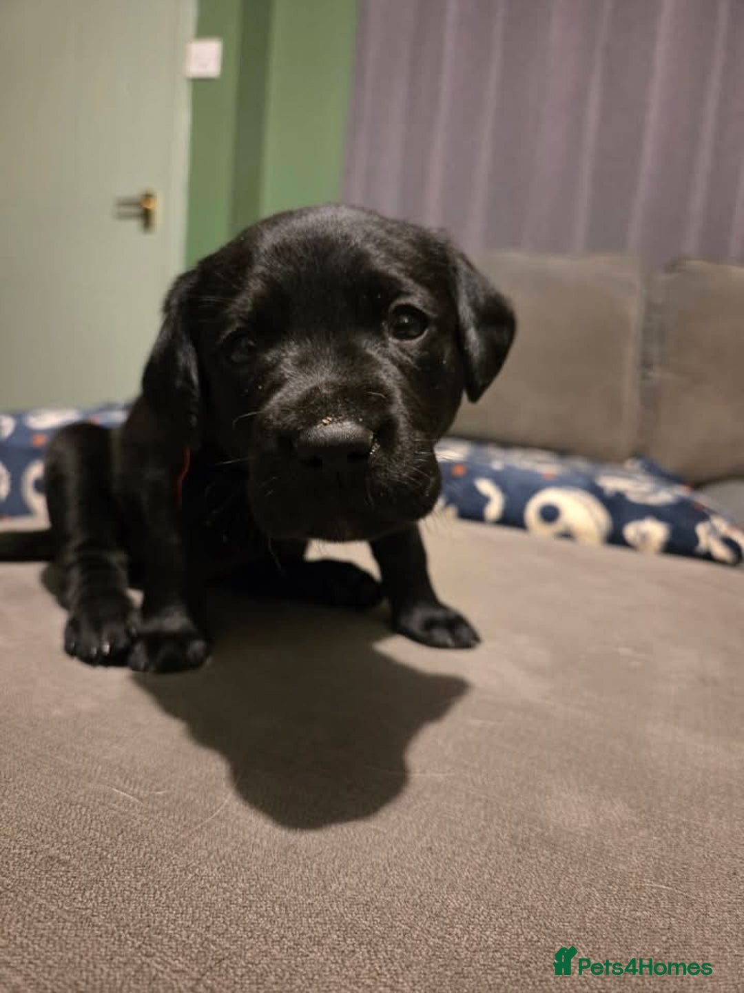 Labrador Retriever dogs for sale: 2 Beautiful Labrador Girls  - Advert 1