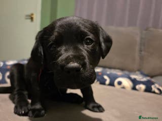 Labrador Retriever dogs 2 Beautiful Labrador Girls - Advert 3