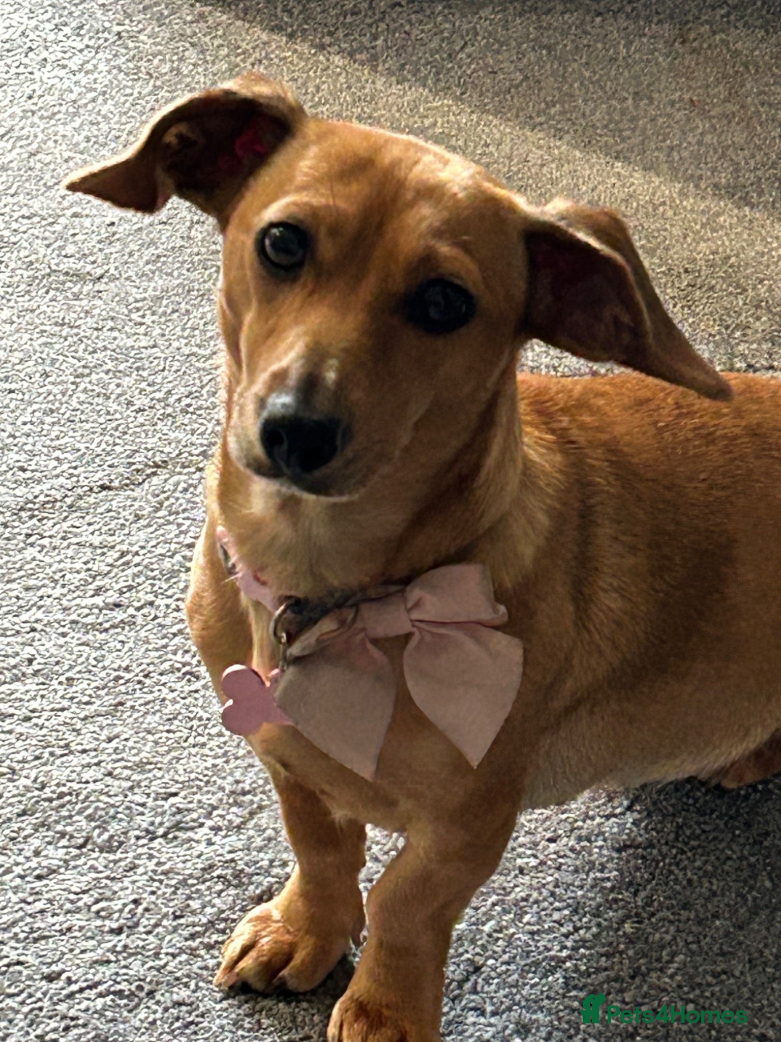 Dachshund dogs 2 year old dachshund called Honey - Advert 4