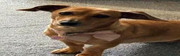 Dachshund dogs for sale: 2 year old dachshund called Honey in Ramsgate - Advert 1