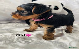 Yorkshire Terrier dogs for sale: Pedigree Yorkshire Puppies - Image 3
