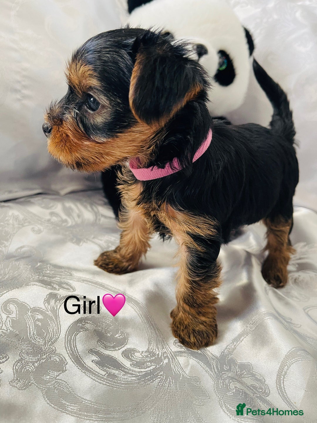Yorkshire Terrier dogs for sale: Pedigree Yorkshire Puppies - Image 3