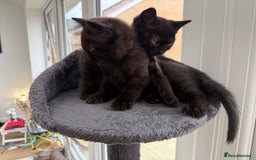 British Shorthair cats for sale: Full BSH kittens ready to leave now, 14 weeks old - Image 37