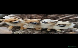 Pomeranian dogs for sale: Fluffy pomeranian looking new home - Image 5