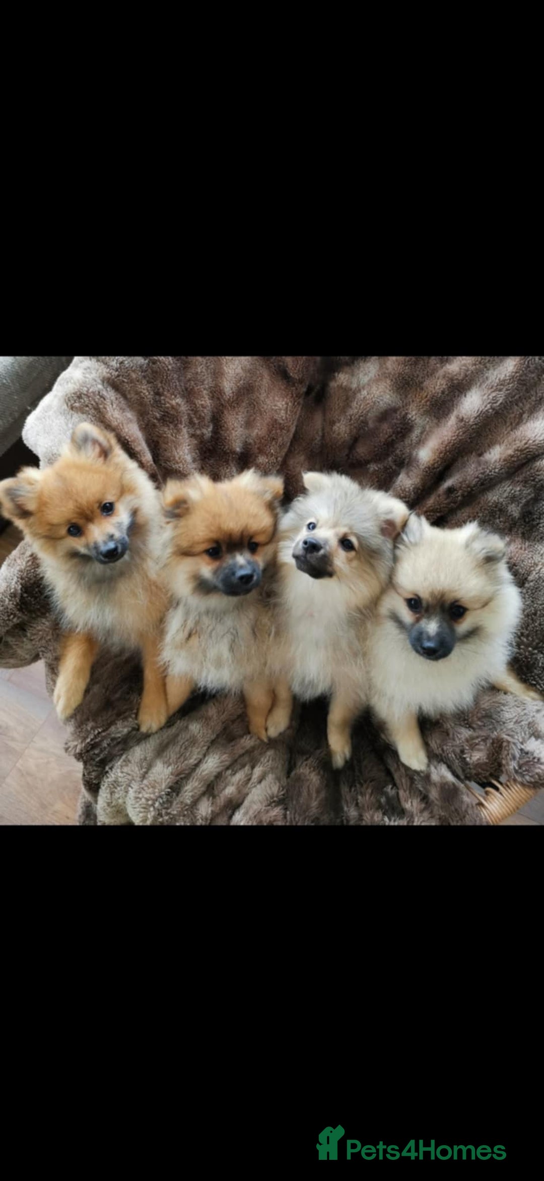Pomeranian dogs for sale: Fluffy pomeranian looking new home - Image 5