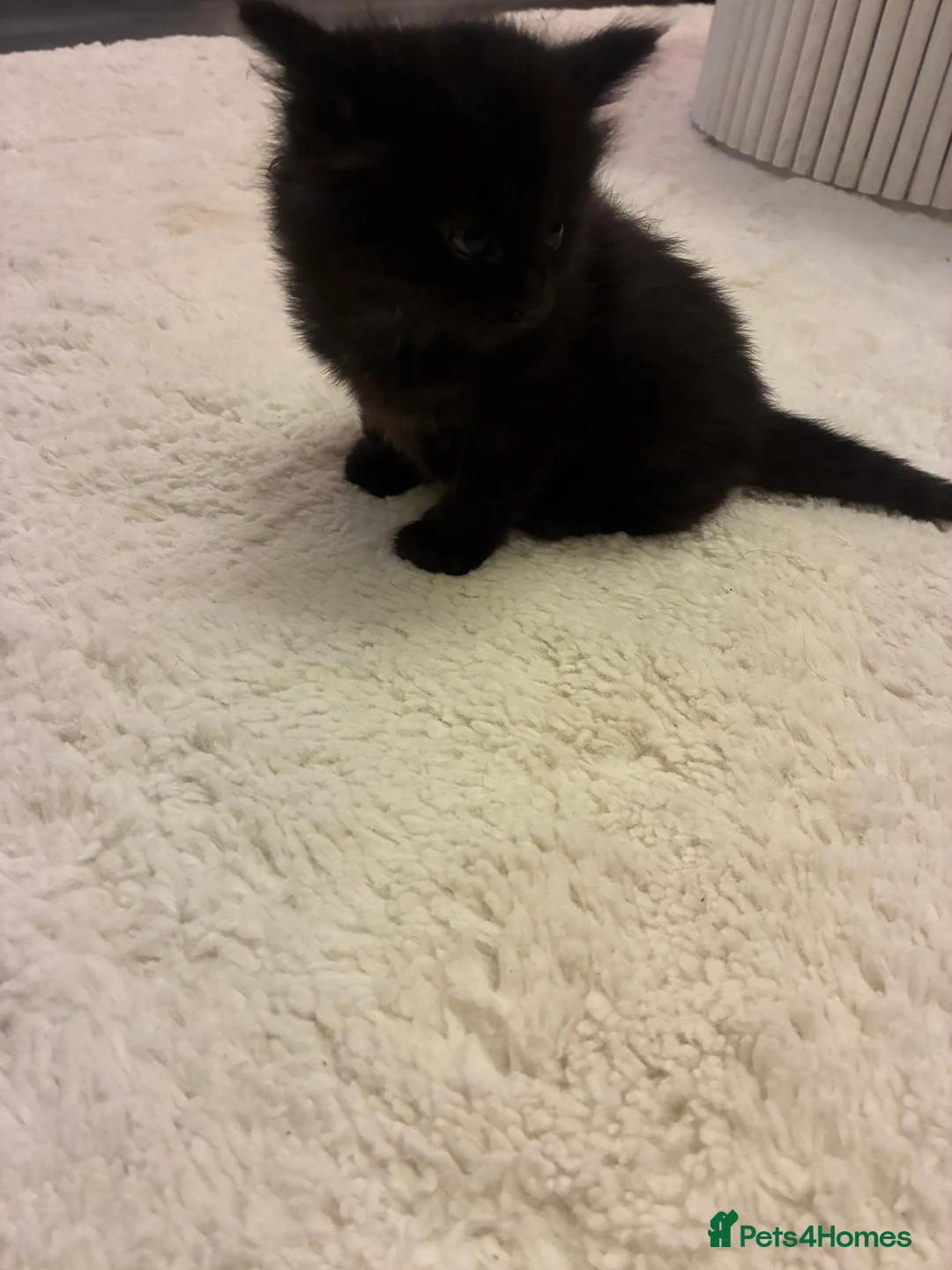 Turkish Angora cats for sale: Turkish angora male  - Advert 2