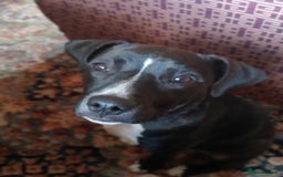 Staffordshire Bull Terrier dogs for sale:  Charlie  - Image 2