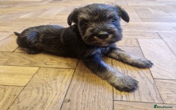 Miniature Schnauzer dogs for sale: Curious, playful and loving litter KC pups ❤️ - Image 15