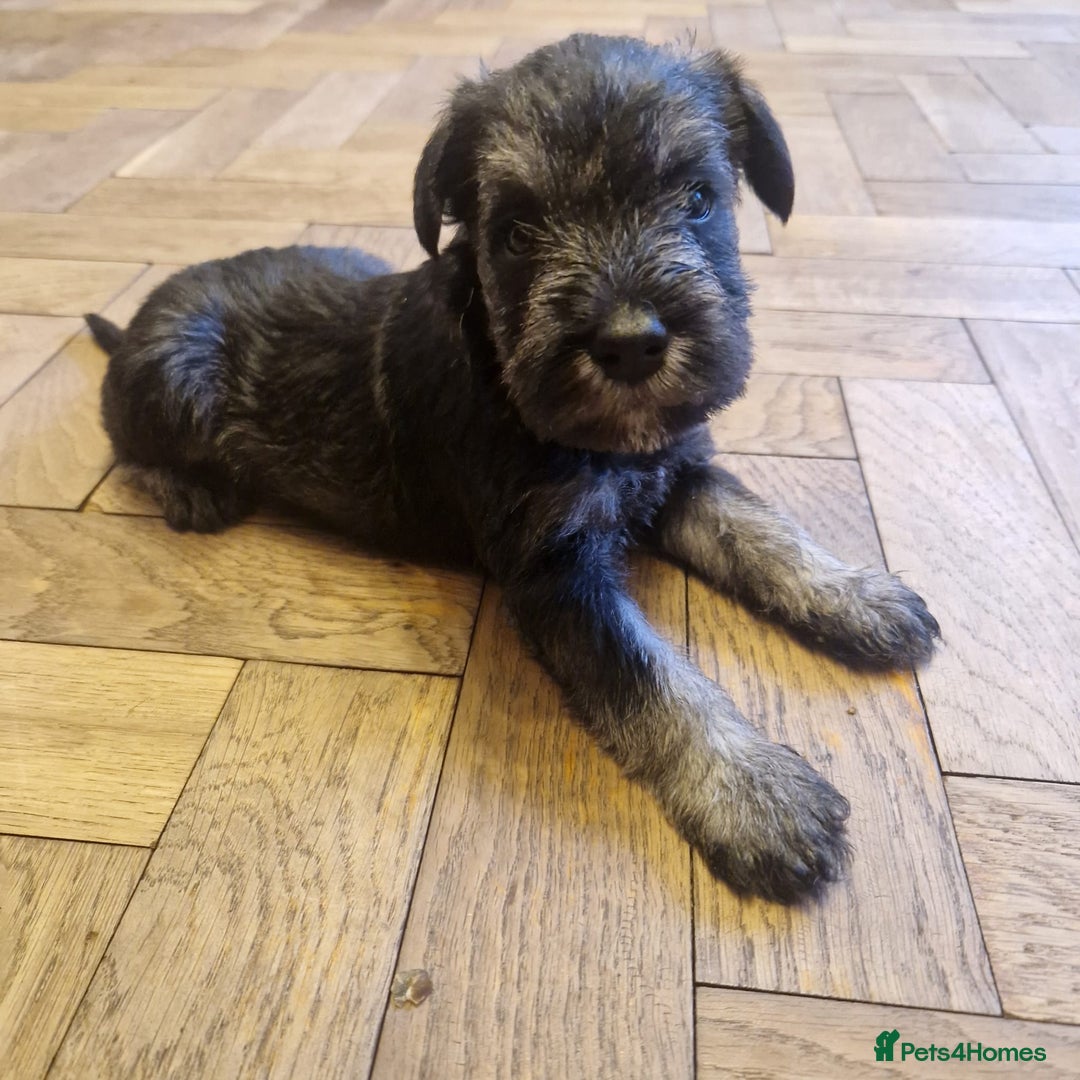 Miniature Schnauzer dogs for sale: Curious, playful and loving litter KC pups ❤️ - Image 15