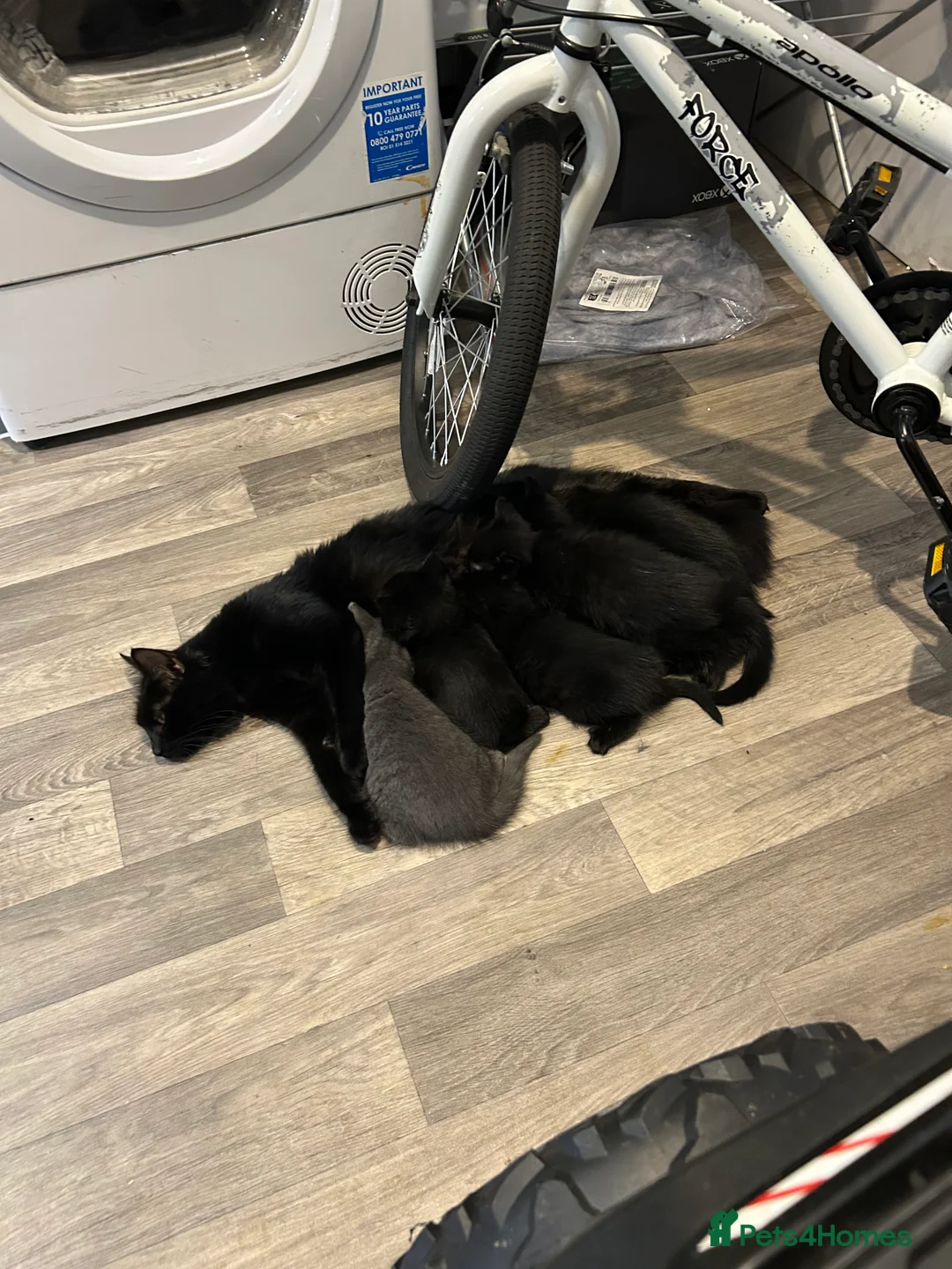 Mixed Breed cats for sale: Kittens  - Advert 5