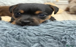 Jack Russell dogs for sale: Jack Russell Puppies 4 boys 1 girl available - Image 13