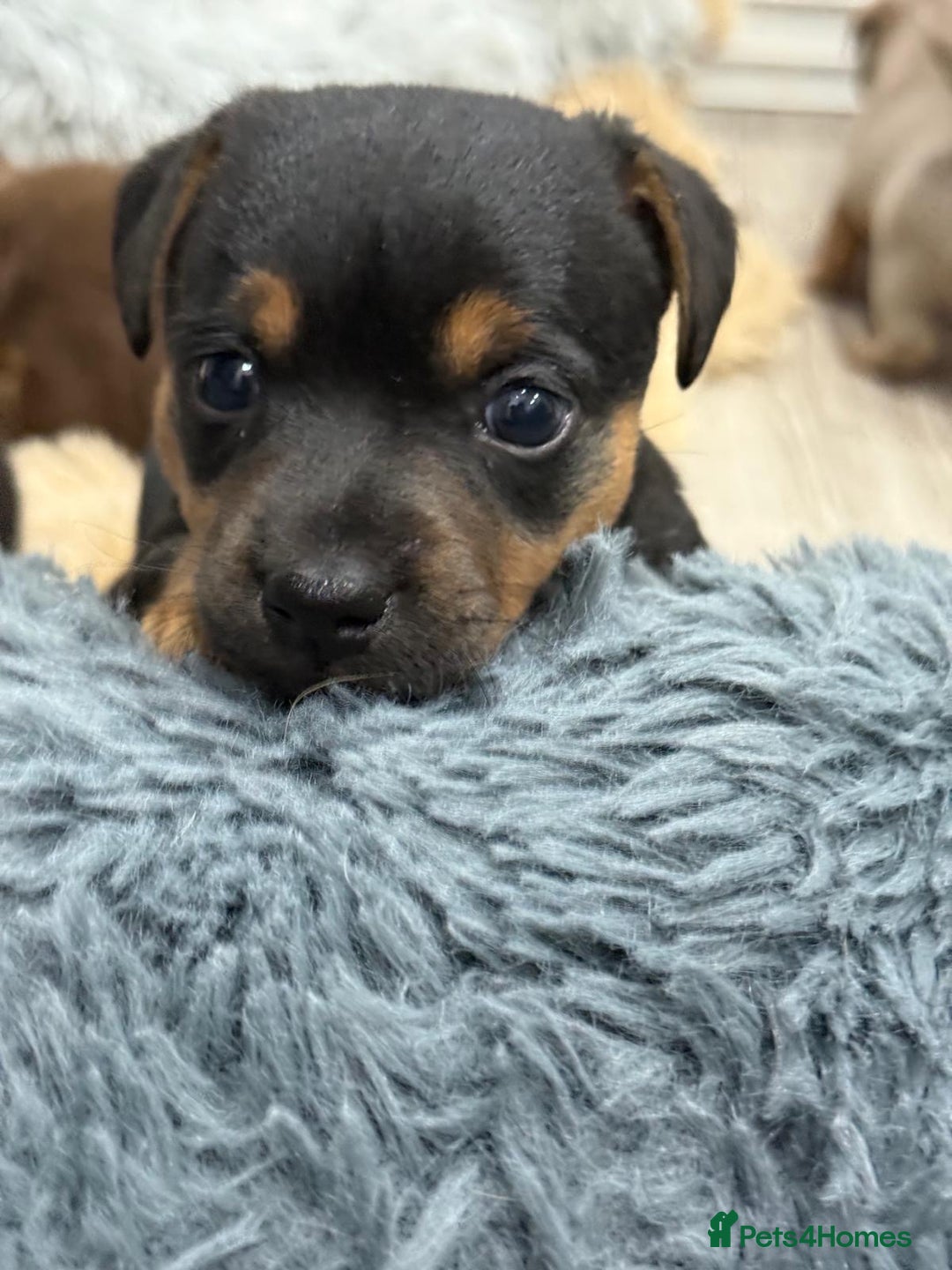 Jack Russell dogs for sale: Jack Russell Puppies 4 boys 1 girl available - Image 13