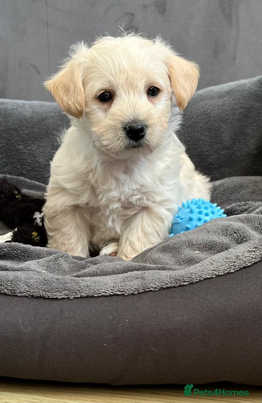 West Highland Terrier dogs for sale: Beautiful westiepoo puppies  - Advert 16