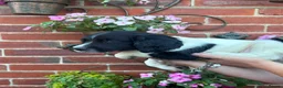 English Springer Spaniel dogs for sale:  KC registered English springer spaniel puppies - Advert 5