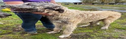 Irish Wolfhound dogs for sale: Irish Wolfhound full pedigree puppies for sale  - Advert 13