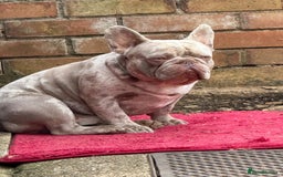 French Bulldog dogs for sale: Diamond 💎 French bulldog  - Image 2