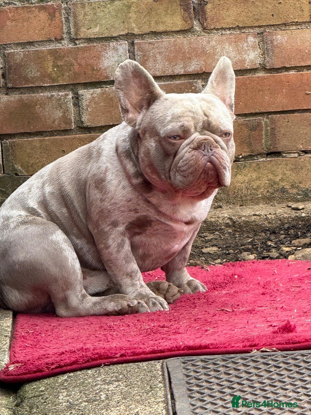 French Bulldog dogs for sale: Diamond 💎 French bulldog  - Image 2