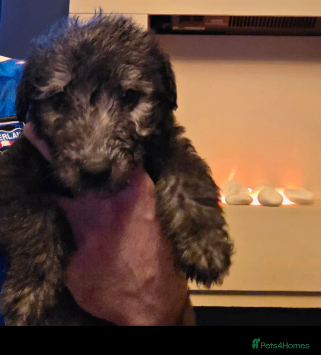 Mixed Breed dogs for sale: F1 beddlington whippets  - Advert 1