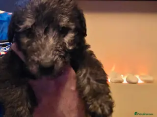 Mixed Breed dogs F1 beddlington whippets - Advert 1