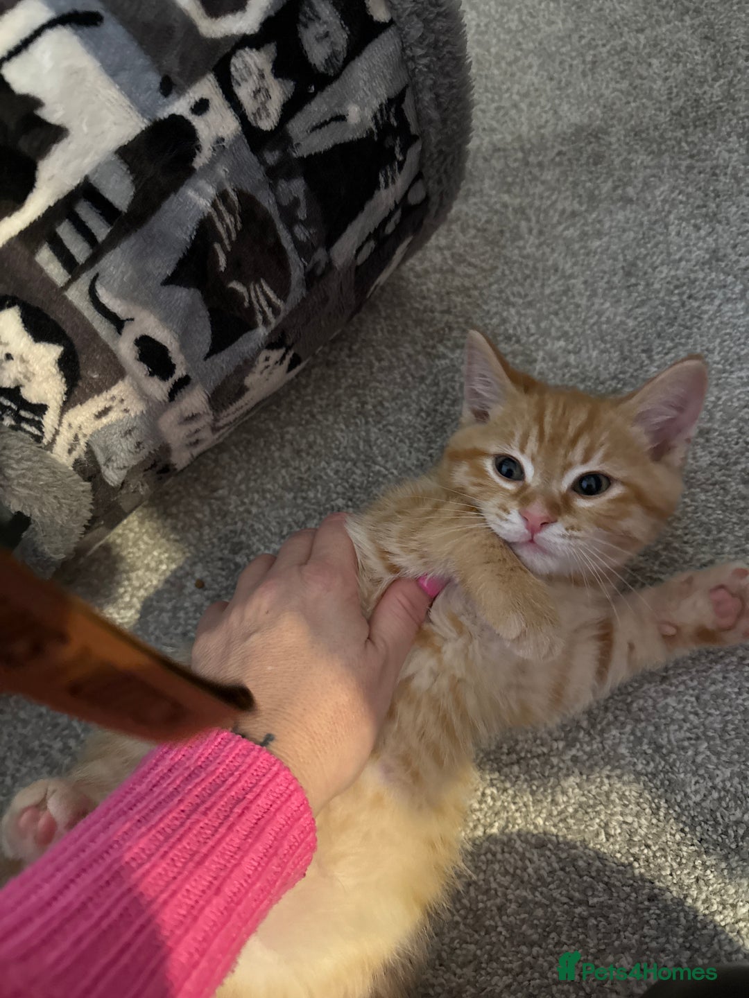 Mixed Breed cats for sale: Siberian mix kitten-Beautiful Ginger girls - Advert 8