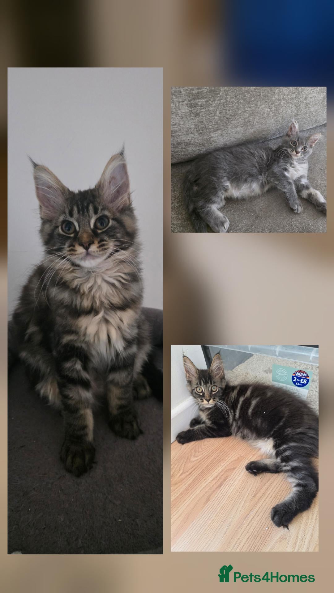 Maine Coon cats Ready now Pure breed Maine coons kittens 1g & 2b - Advert 1