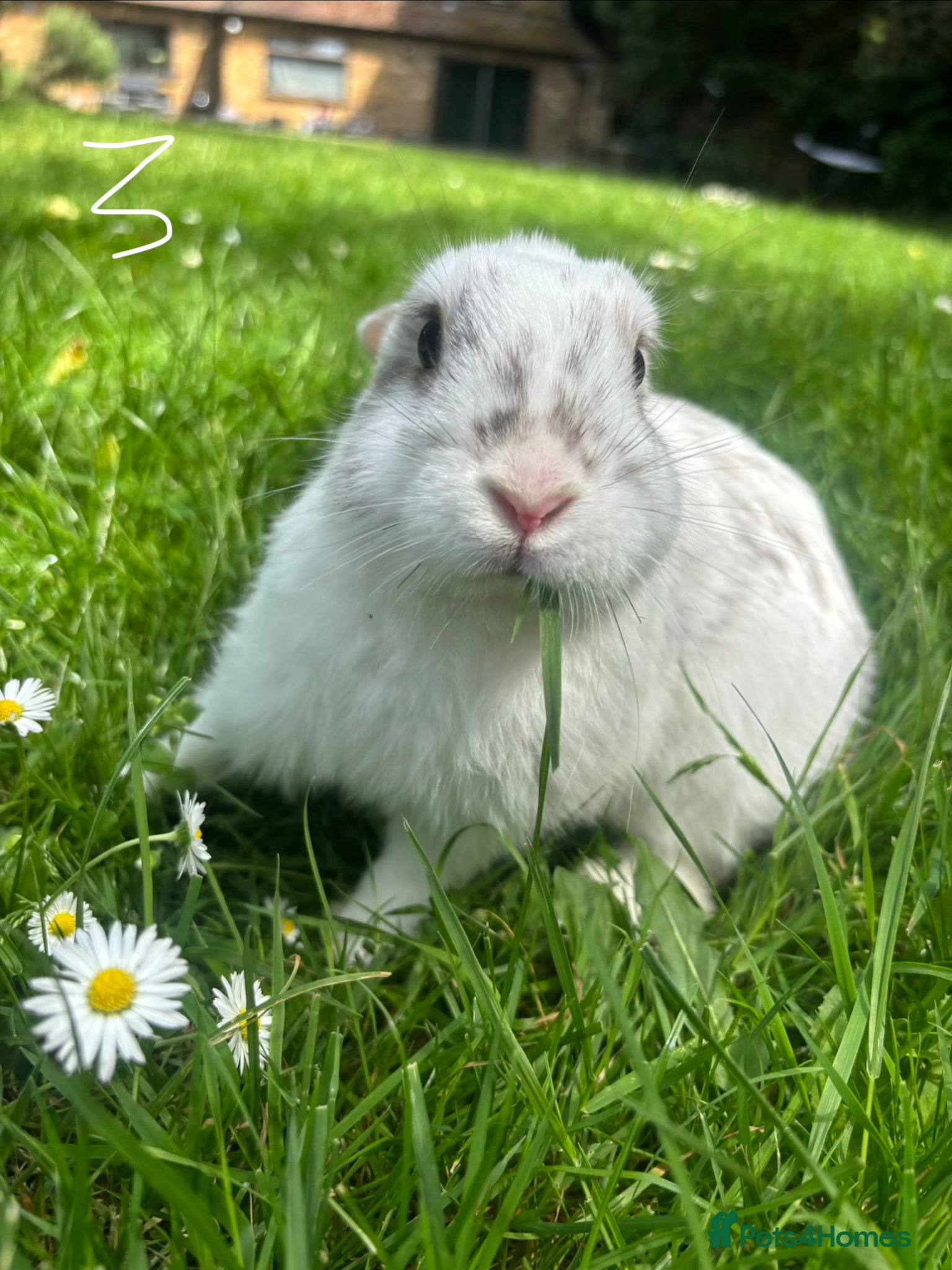 Mixed Breed rabbits Baby Bunnies! (Ready to Go Home!) - Advert 4