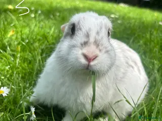 Mixed Breed rabbits Baby Bunnies! (Ready to Go Home!) - Advert 4