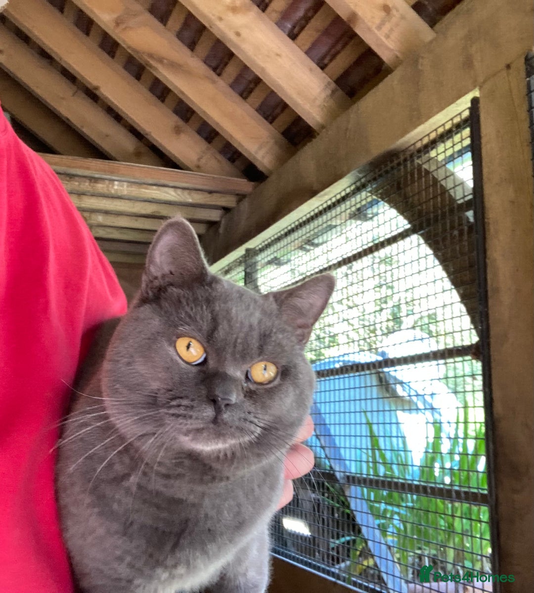 British Shorthair cats for sale: Retired Stud cat looking for comfortable pet home - Image 3