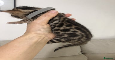 Bengal cats - Advert 11