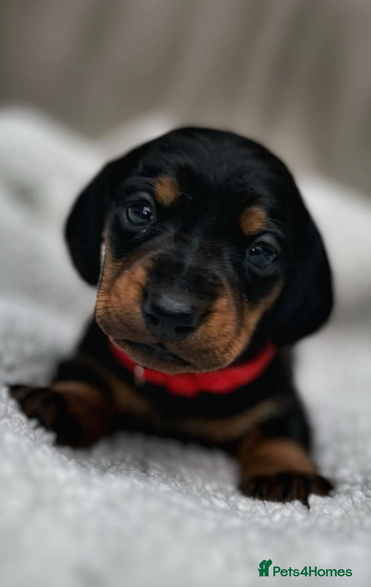 Dachshund dogs Long haired mini Daschund  - Advert 5