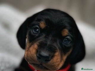 Dachshund dogs Long haired mini Daschund - Advert 5