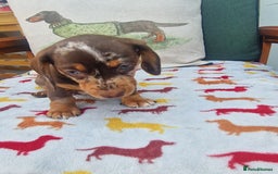 Miniature Dachshund dogs for sale: 🐾 Miniature Dachshund Puppies for Sale 🐾 - Image 35