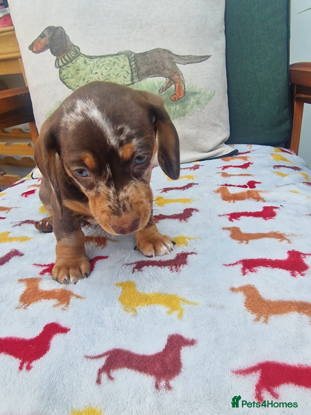 Miniature Dachshund dogs for sale: 🐾 Miniature Dachshund Puppies for Sale 🐾 - Image 35