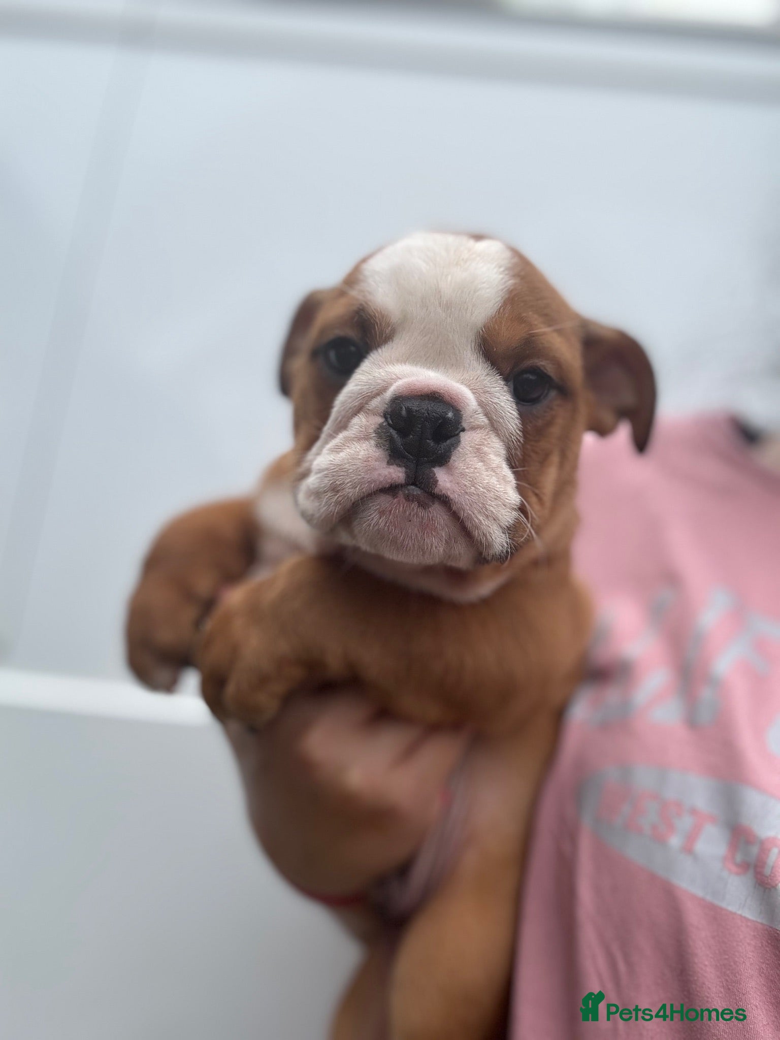 English Bulldog dogs Ready to leave *Health checked*Vaccinated* - Advert 21