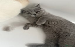 British Shorthair cats for sale: BSH READY TO GO! TICA REGISTERED 1 BOY LEFT in Gloucester - Image 10