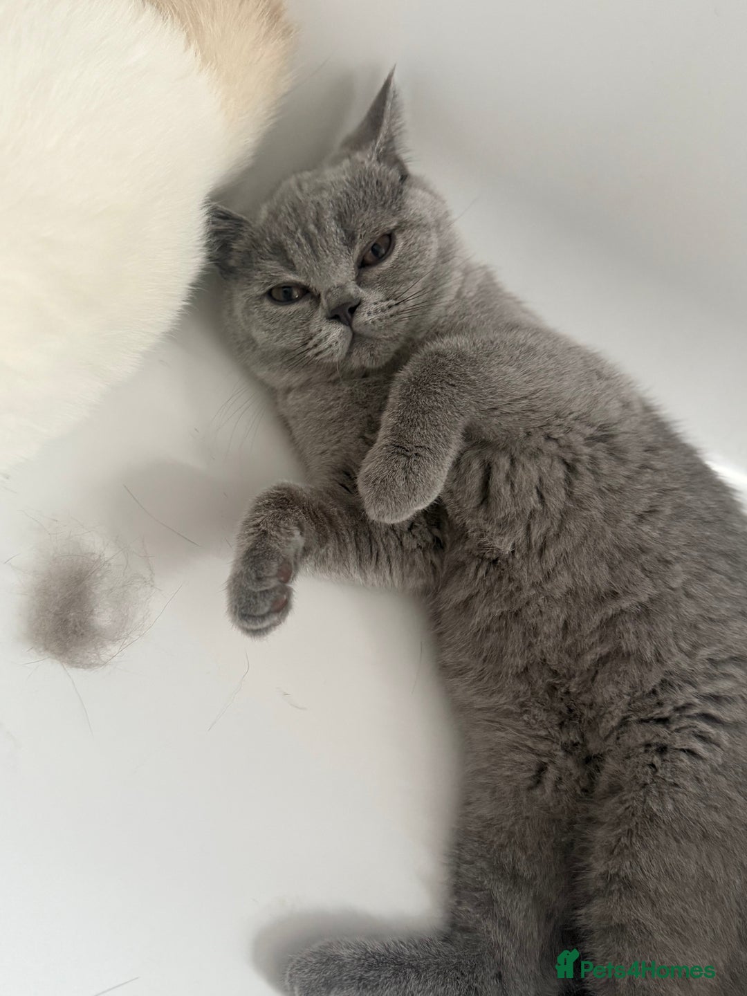 British Shorthair cats for sale: BSH READY TO GO! TICA REGISTERED 1 BOY LEFT in Gloucester - Image 10