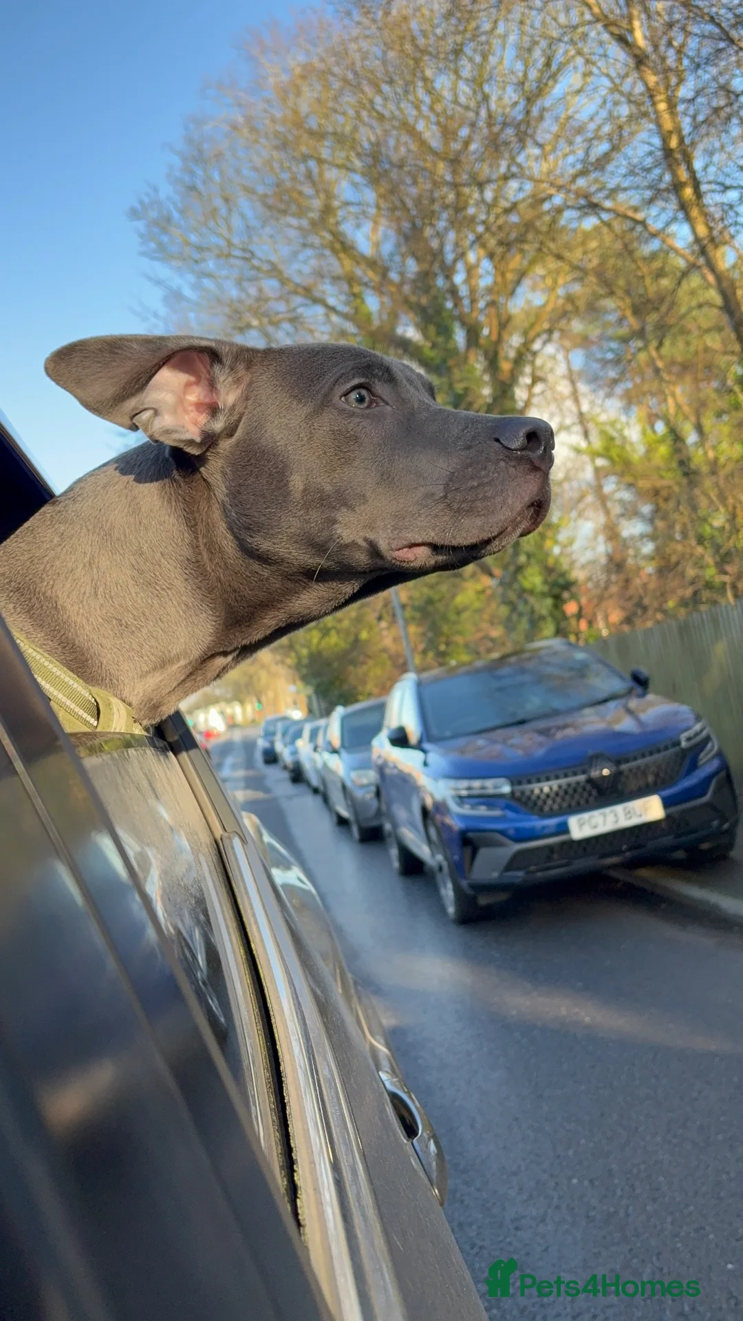 Mixed Breed dogs for sale: STAFFY X CANE CORSO needing home  - Advert 2