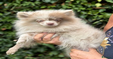 Pomeranian dogs in Ongar - Advert 3