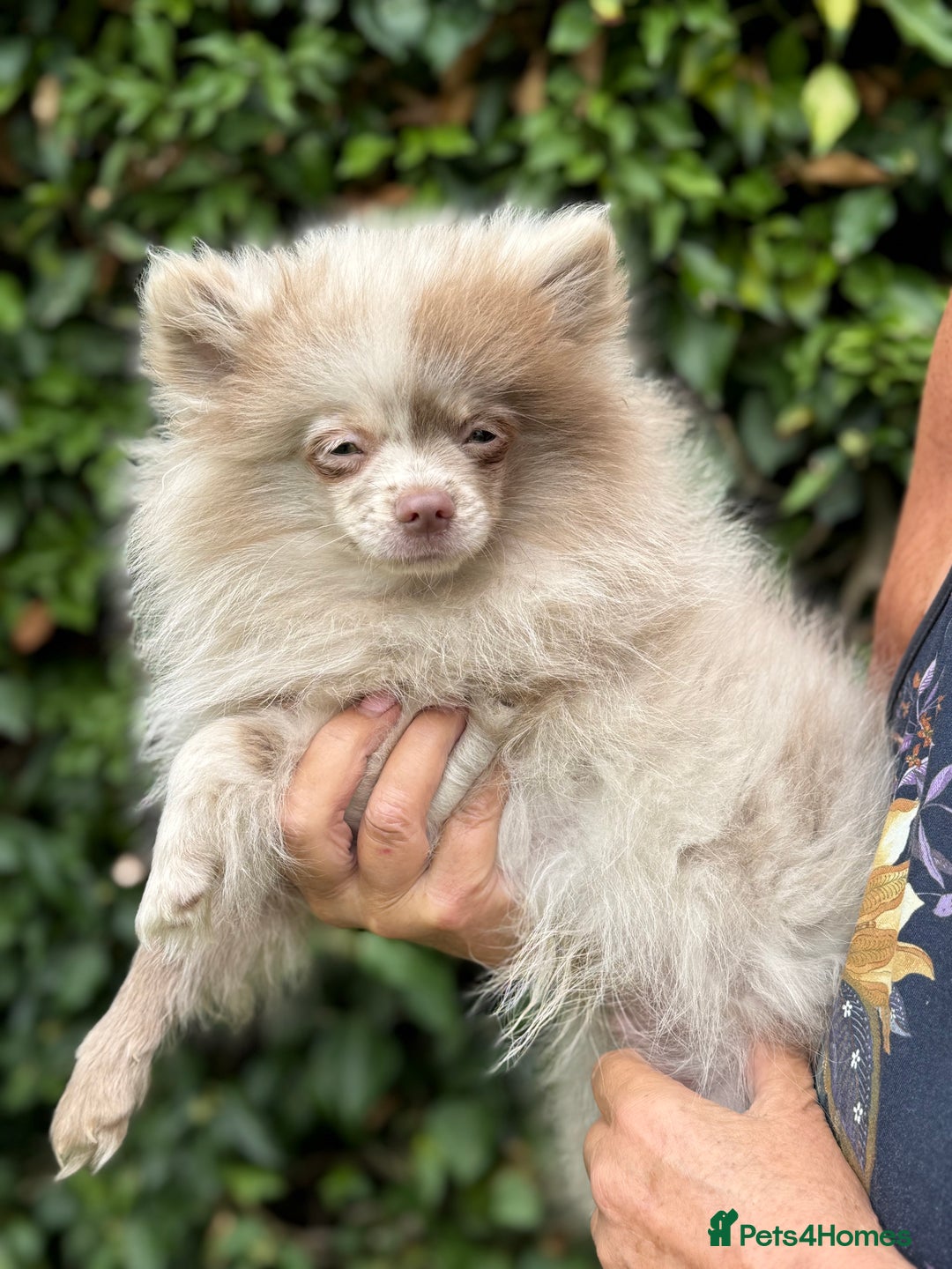 Pomeranian dogs for sale: BEAUTIFUL POMERANIAN BOY PUPPIES  in Ongar - Image 3