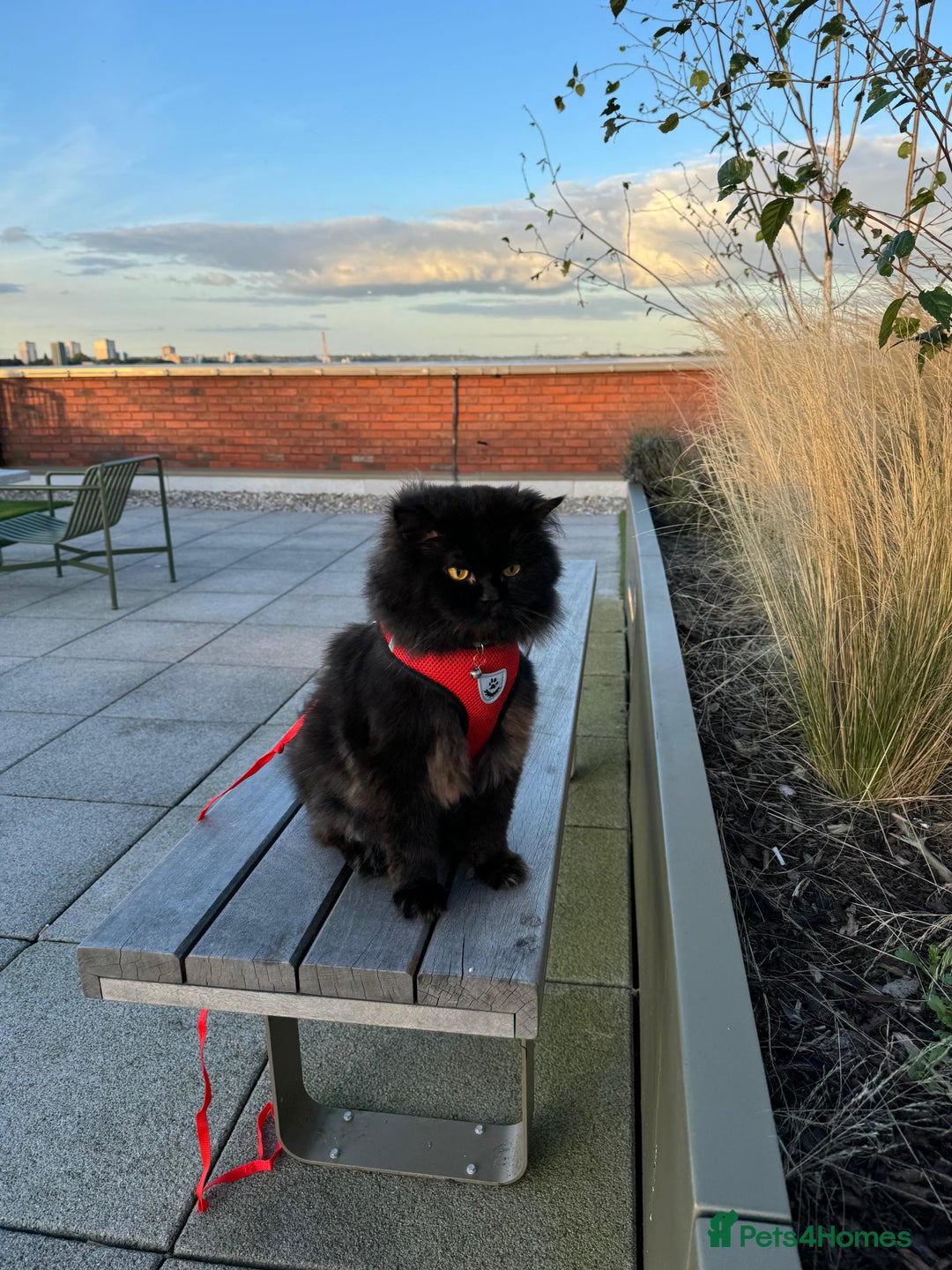 Persian cats for stud: Tongue Out, Tail Up—Let’s Play Forever! - Image 2