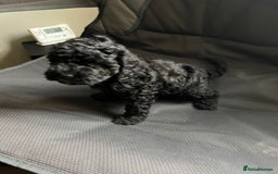 Cockapoo dogs for sale: Reduced!!! Last 2 ready now, F1B Cockapoos in Whitley Bay - Image 15