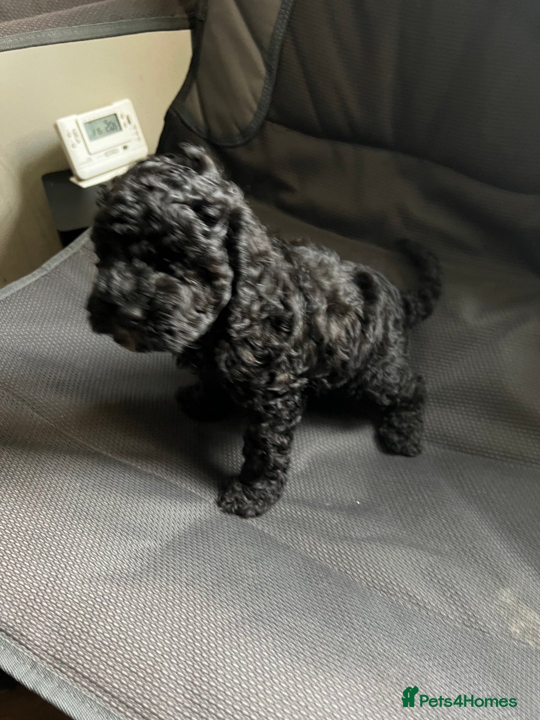 Cockapoo dogs for sale: Reduced!!! Last 2 ready now, F1B Cockapoos in Whitley Bay - Image 15