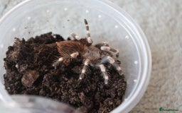 Tarantulas invertebrates for sale: V. chromatus, C. cyaneopubescens, P. reduncus - Image 2